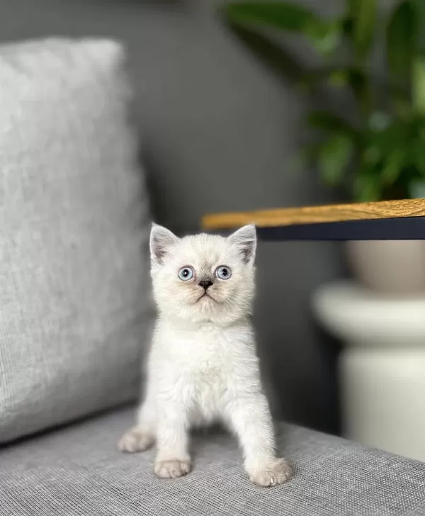British Shorthair Blue Point Yavrularim