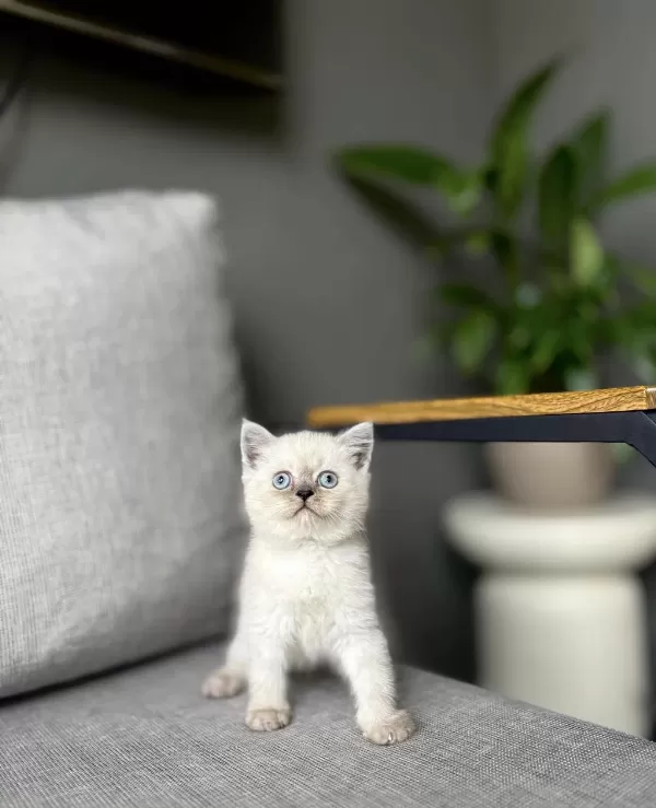 British Shorthair Blue Point Yavrularim