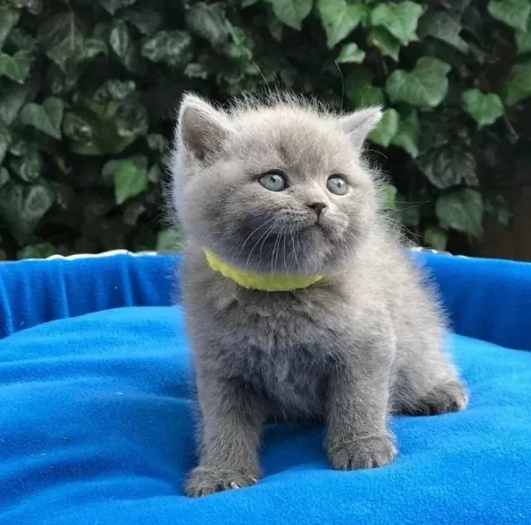 British Shorthair Gri Yavrularim