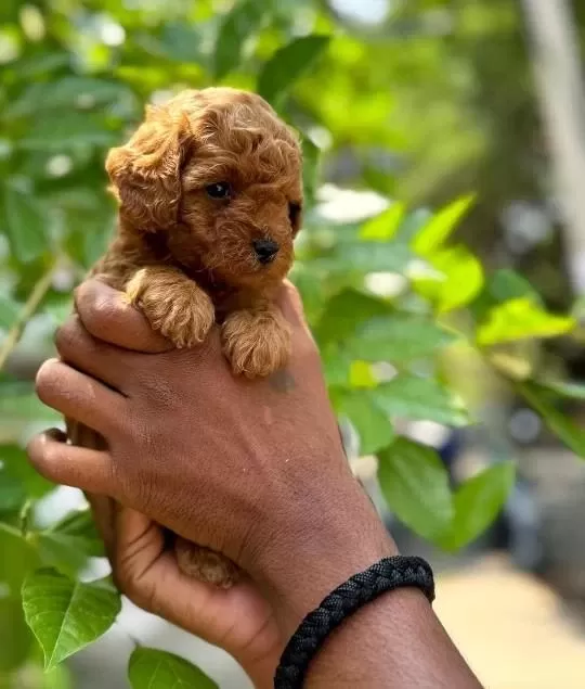 Toy Poodle Yavrulari