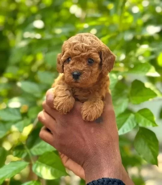 Toy Poodle Yavrulari