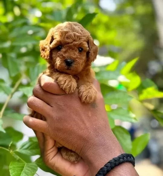 Toy Poodle Yavrulari