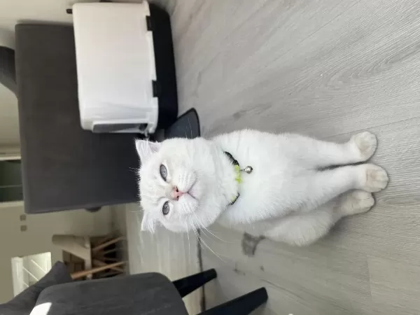 7 Aylık Blue Point Scottish Fold Yeni Yuvasını Arıyor