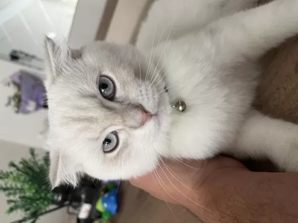 7 Aylık Blue Point Scottish Fold Yeni Yuvasını Arıyor