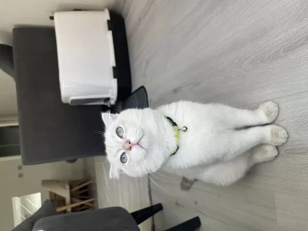 7 Aylık Blue Point Scottish Fold Yeni Yuvasını Arıyor