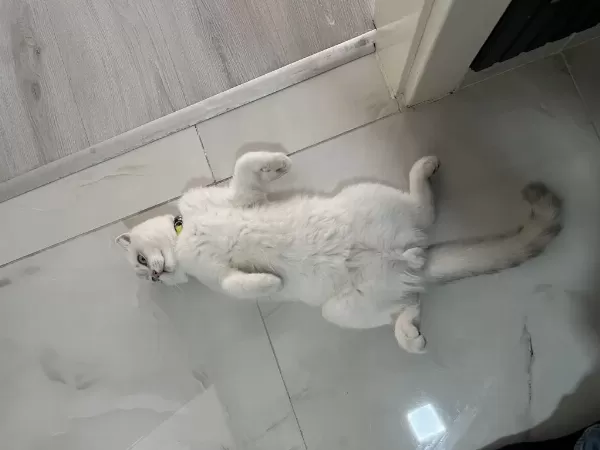 7 Aylık Blue Point Scottish Fold Yeni Yuvasını Arıyor