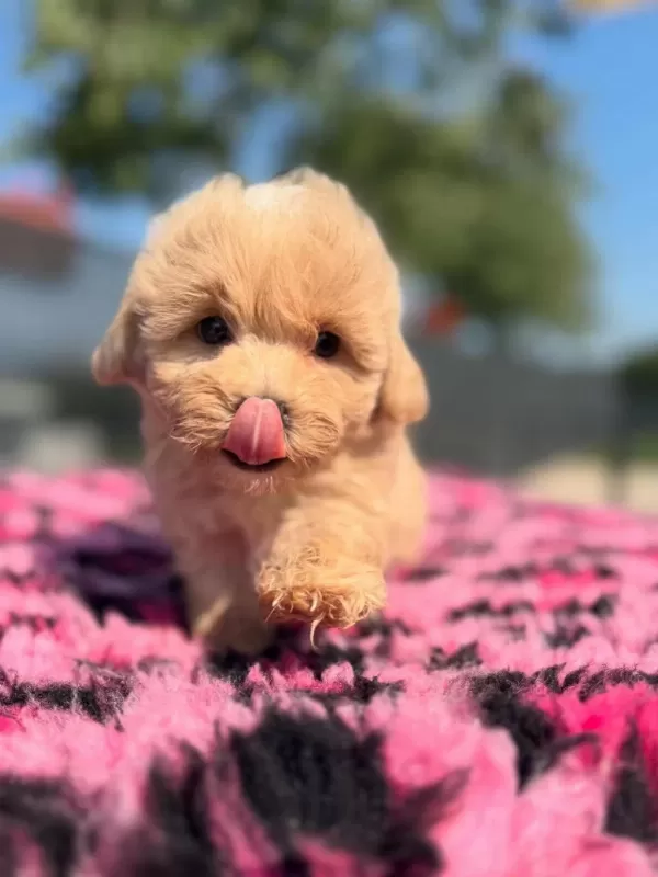 F2 Maltipoo Yavrulari