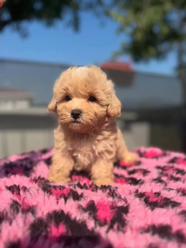 F2 Maltipoo Yavrulari