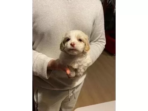 Maltipoo Yavrularımız Uygundur