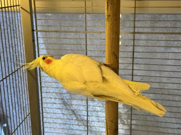 1 Yaş Üzeri Damizlik Dişi 2 Albino 1 Lutino Sultan