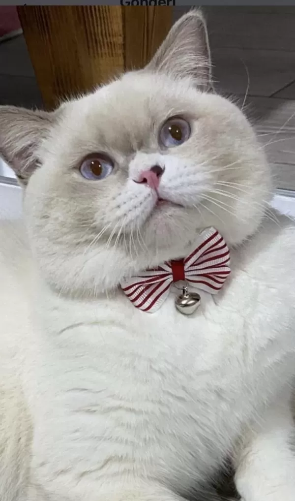 Yakışıklı British Shorthair Oğlumuz