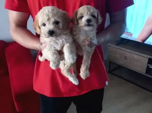 Ev Doğumu Maltipoo Yavrularımız