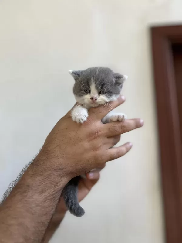 İrk Ve Sağlık Garanti Belgeli British Shorthair Yavruları