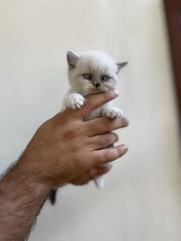 İrk Ve Sağlık Garanti Belgeli British Shorthair Yavruları