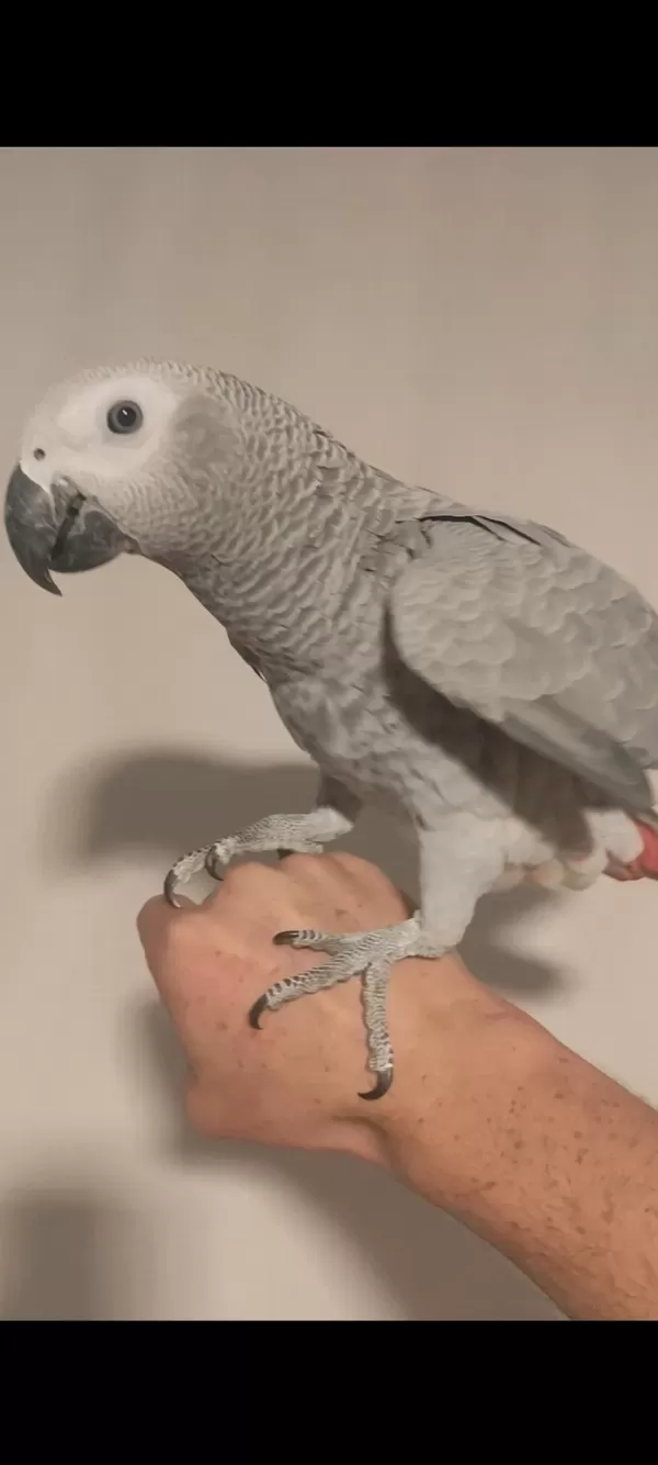 5 Aylik Red Faktör Jako Papağani