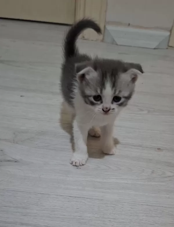 Sevimli Scottish Fold Yavrusu