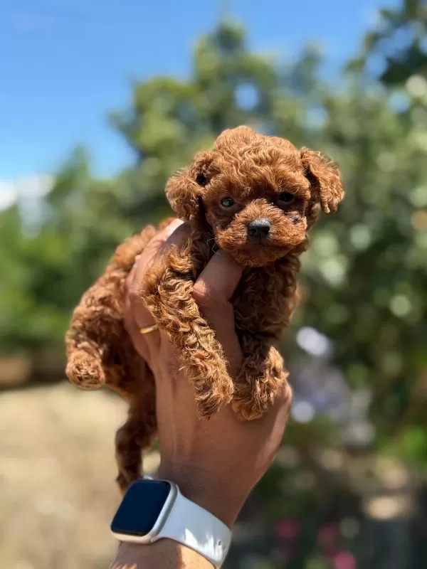 Teacup Kore Poodle Bebekler Aşili Eğitimli