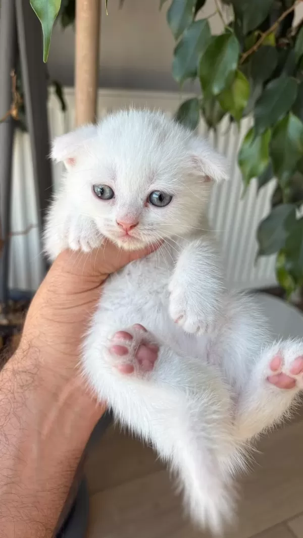Kar Beyaz Scottish Fold Pamuklar Teslime Hazır