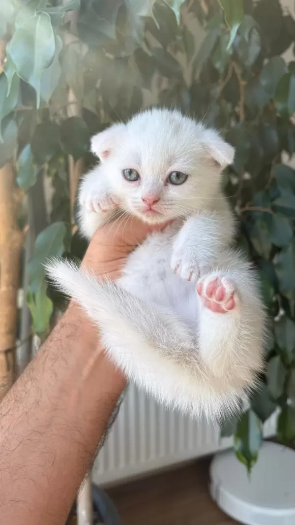 Kar Beyaz Scottish Fold Pamuklar Teslime Hazır