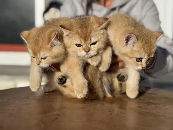 En Güzel Golden British Shorthair Yavrular