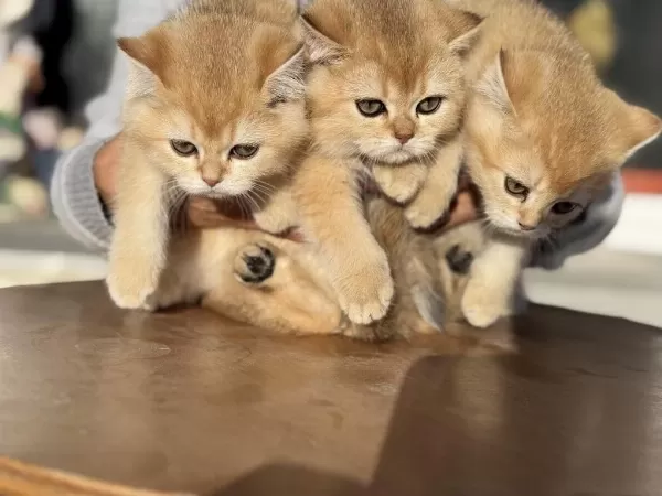 En Güzel Golden British Shorthair Yavrular