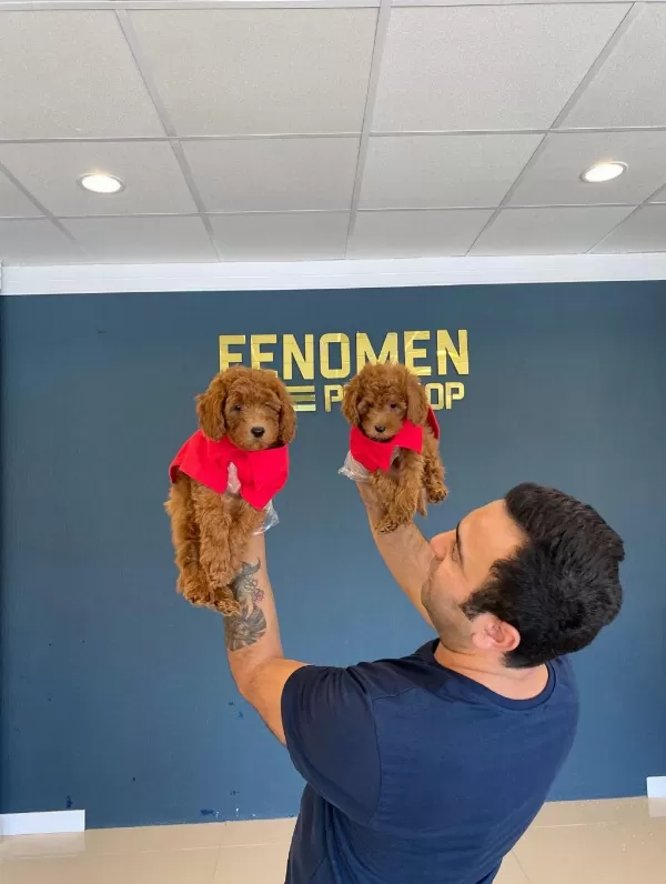 Show Kalite Toy Poodle Yavrular Her İle Gönderilir
