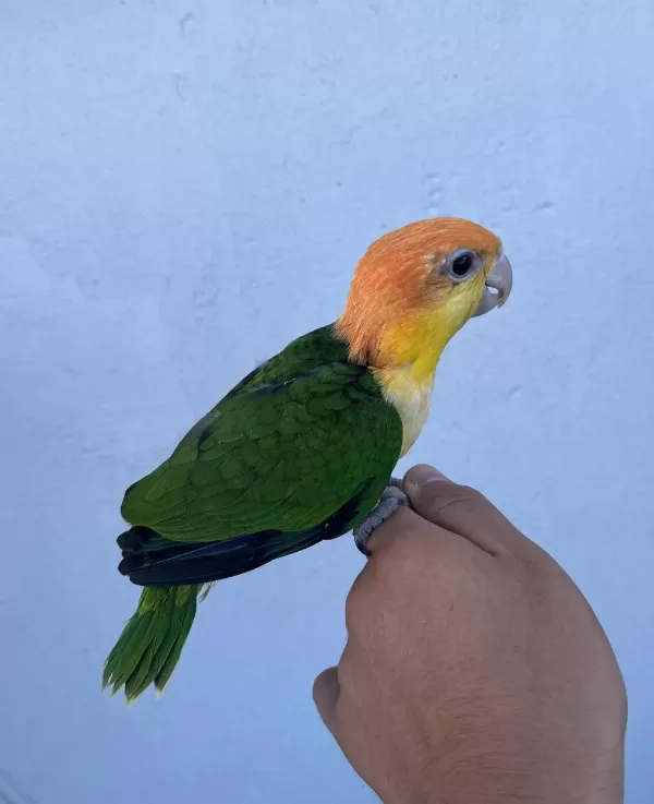 Ful Portakal Bebek Caique 50 Günlük
