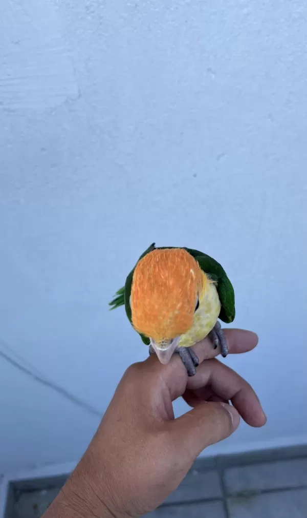 Ful Portakal Bebek Caique 50 Günlük