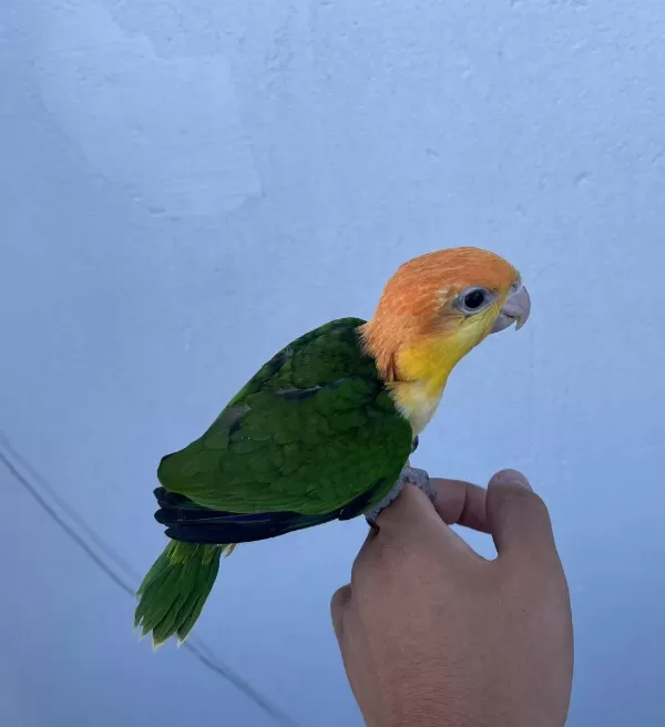 Ful Portakal Bebek Caique 50 Günlük