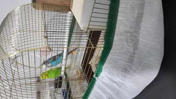 Yerli Çift Muhabbet Kuşları Kafes Ve Yuvalıkla Birlikte