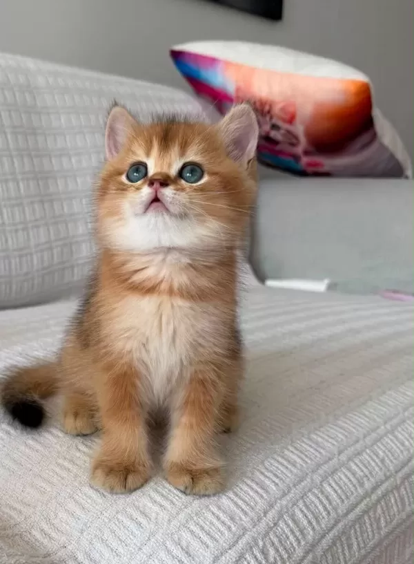 Yasal Ruhsatlı Çiftlikden Golden British Shorthair