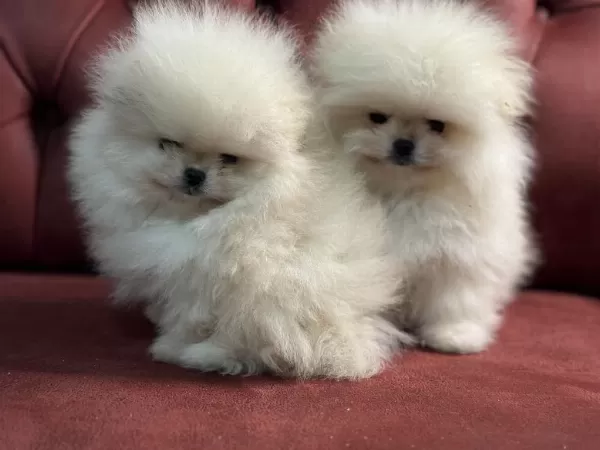 Petmode Köpek Çiftliğinden Teddy Pomeranian