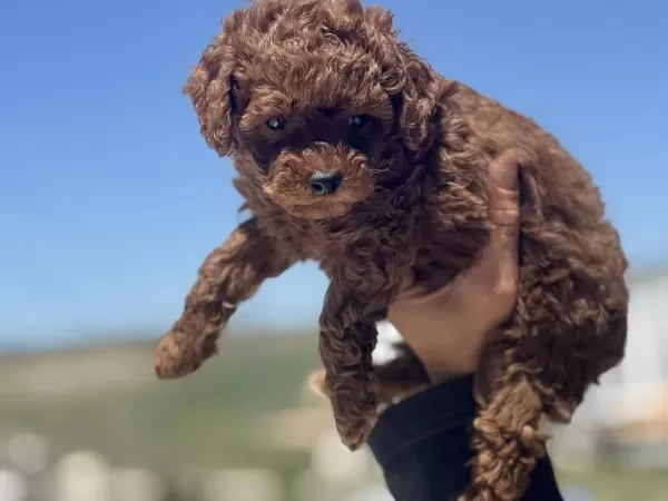 Petmode Köpek Çiftliğinde Ziyarete Açık Toy Poodle