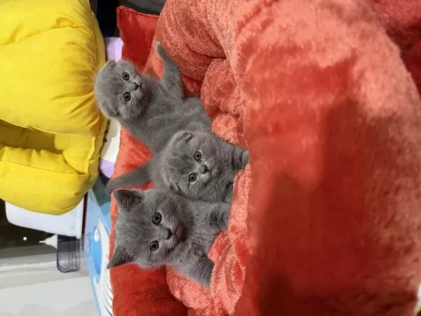 Sevimli Scottish Fold Bebekler