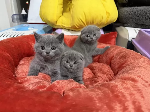 Sevimli Scottish Fold Bebekler