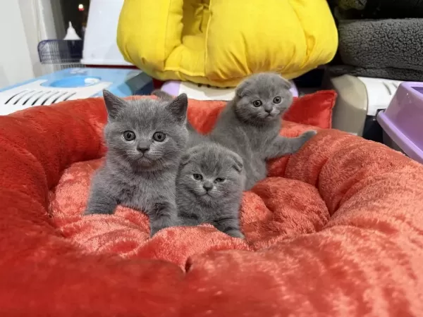 Sevimli Scottish Fold Bebekler
