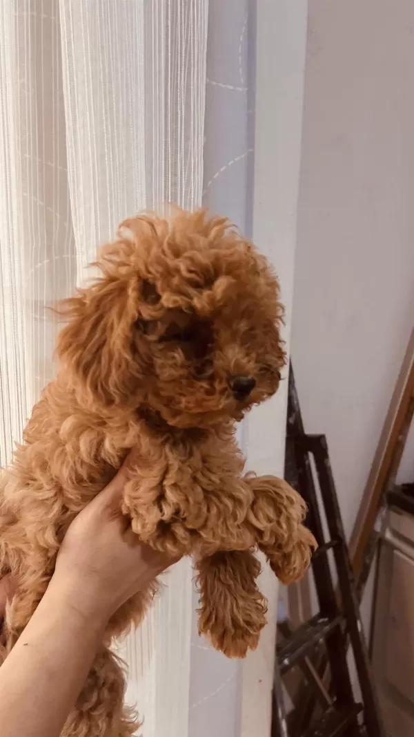 Harika Toy Poodle 2 Aylık