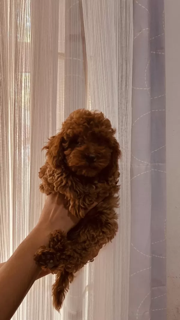 Harika Toy Poodle 2 Aylık
