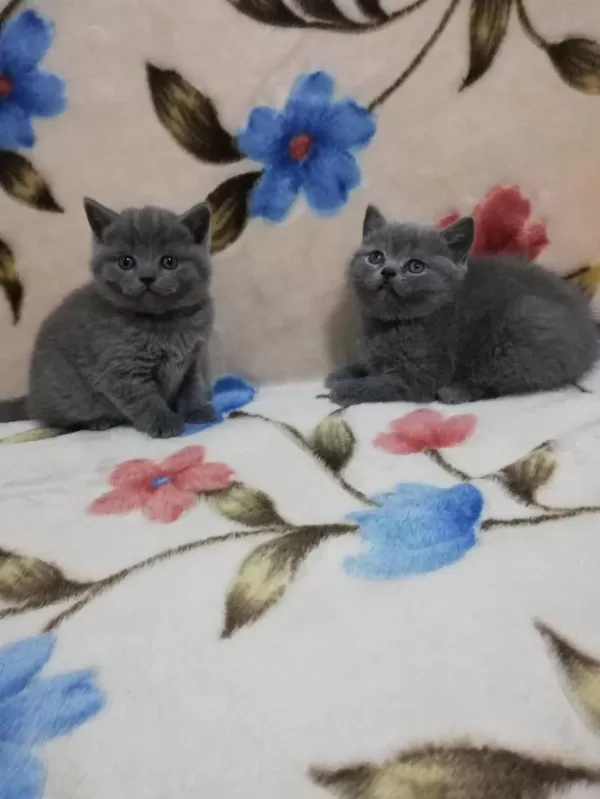 En Sevimli Kediyi İsteyenlere Gelsin