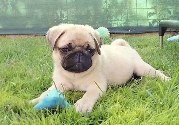 Harika Pug Safkan