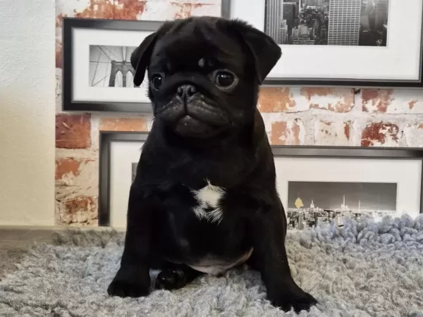 Sağlıklı Siyah Pug Safkan