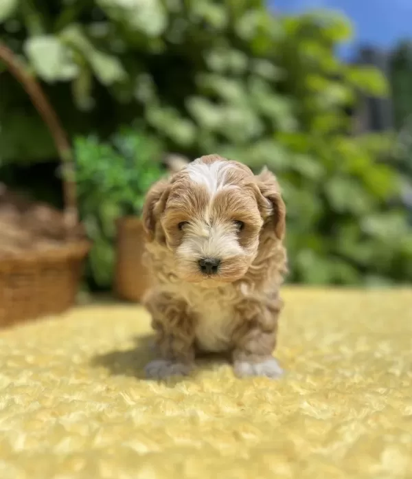Sevimli Dost Canlısı Maltipoo Bebekler