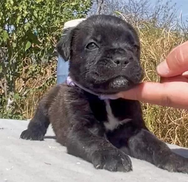 Sağlıklı Cane Corso Bakimli