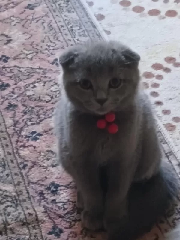 Scottish Fold Erkek Yavru