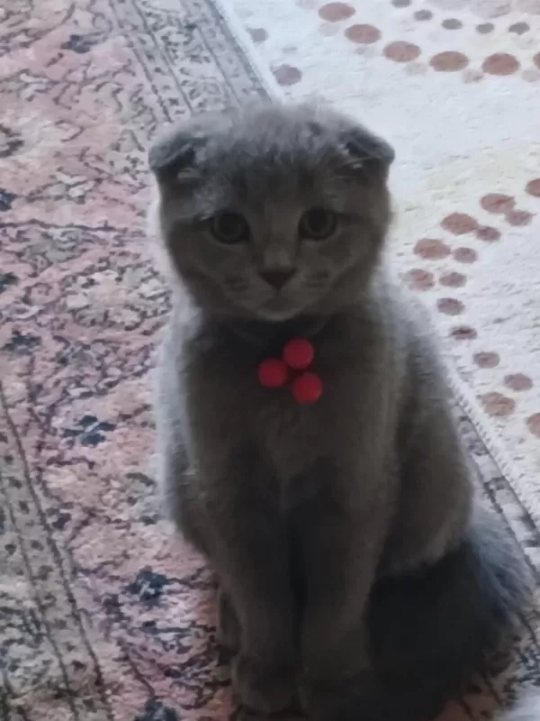Scottish Fold Erkek Yavru
