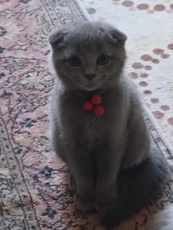 Scottish Fold Erkek Yavru