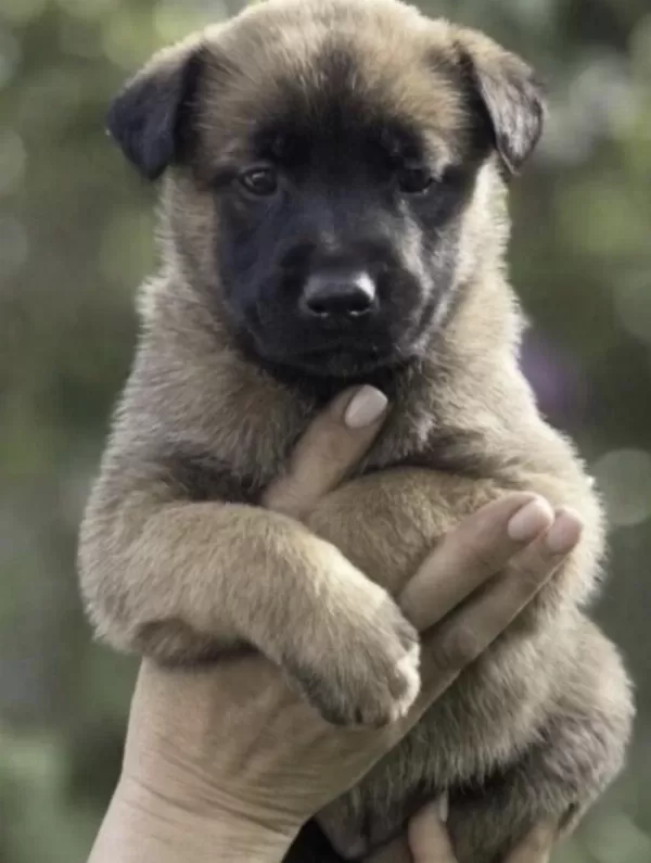 Belçika Kurdu Köpeği