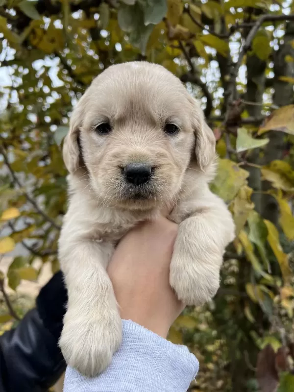 Bebek Yüzlü Golden Retriever Yavrular