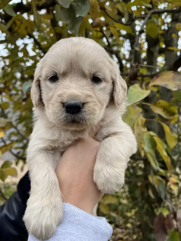 Bebek Yüzlü Golden Retriever Yavrular