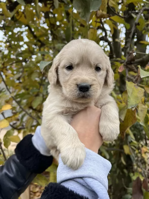 Bebek Yüzlü Golden Retriever Yavrular